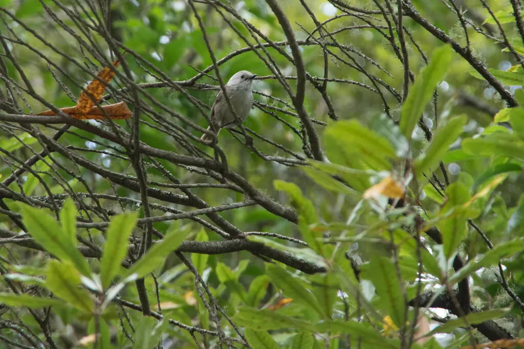 白头刺莺(Mohoua albicilla)