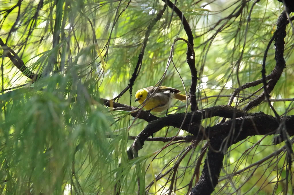 黄头刺莺(Mohoua ochrocephala)