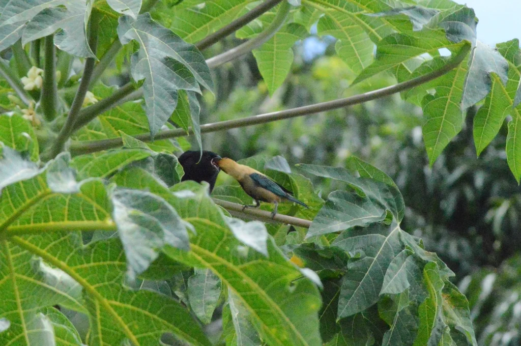 紫辉牛鹂（Molothrus bonariensis）