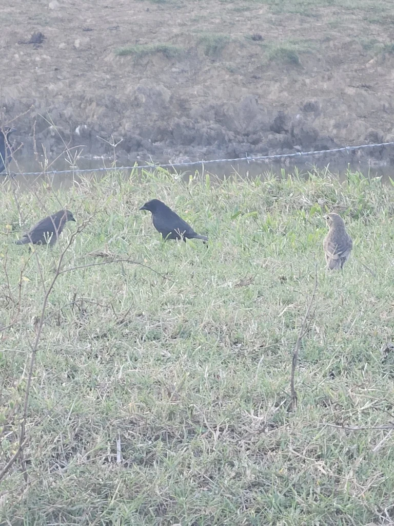 紫辉牛鹂（Molothrus bonariensis）
