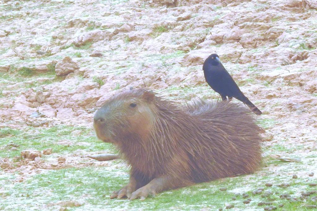 巨牛鹂(Molothrus oryzivorus)