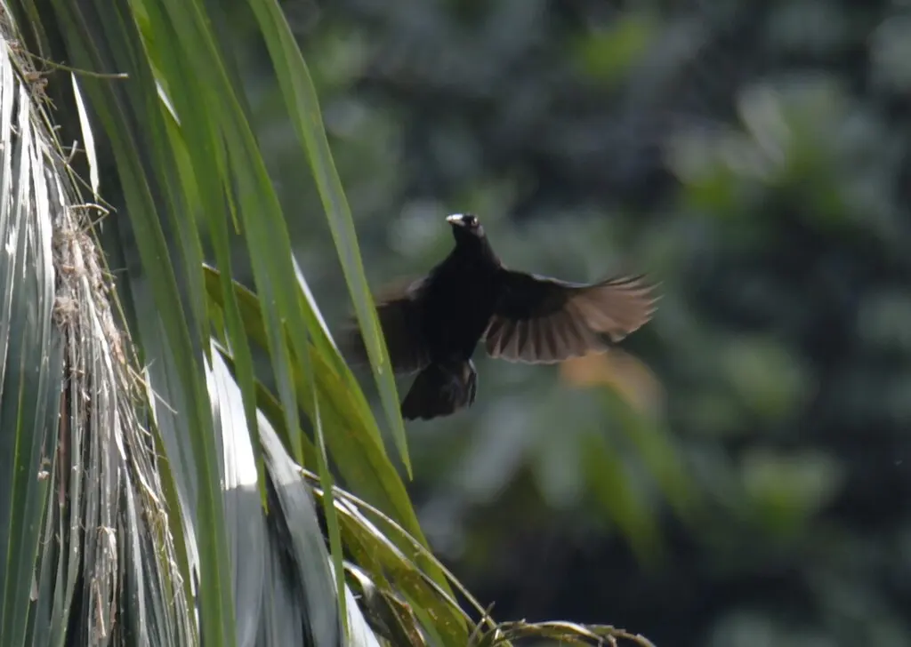 巨牛鹂(Molothrus oryzivorus)