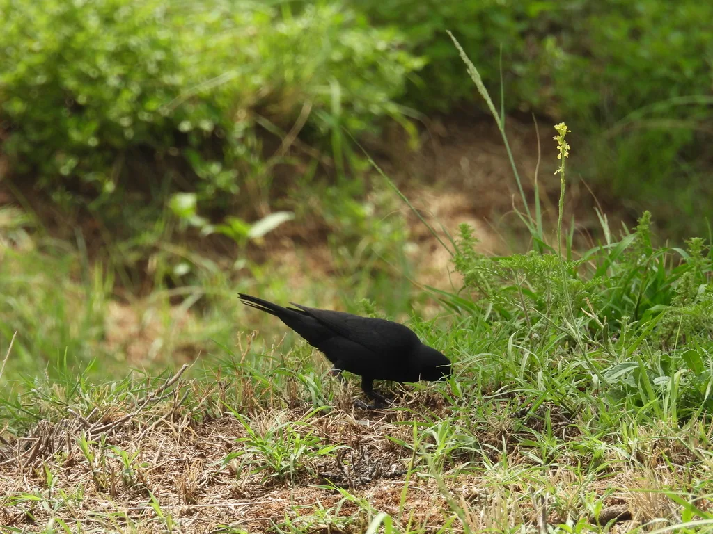 啸声牛鹂（Molothrus rufoaxillaris）