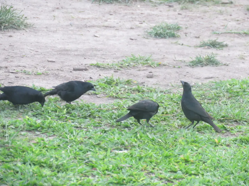 啸声牛鹂（Molothrus rufoaxillaris）