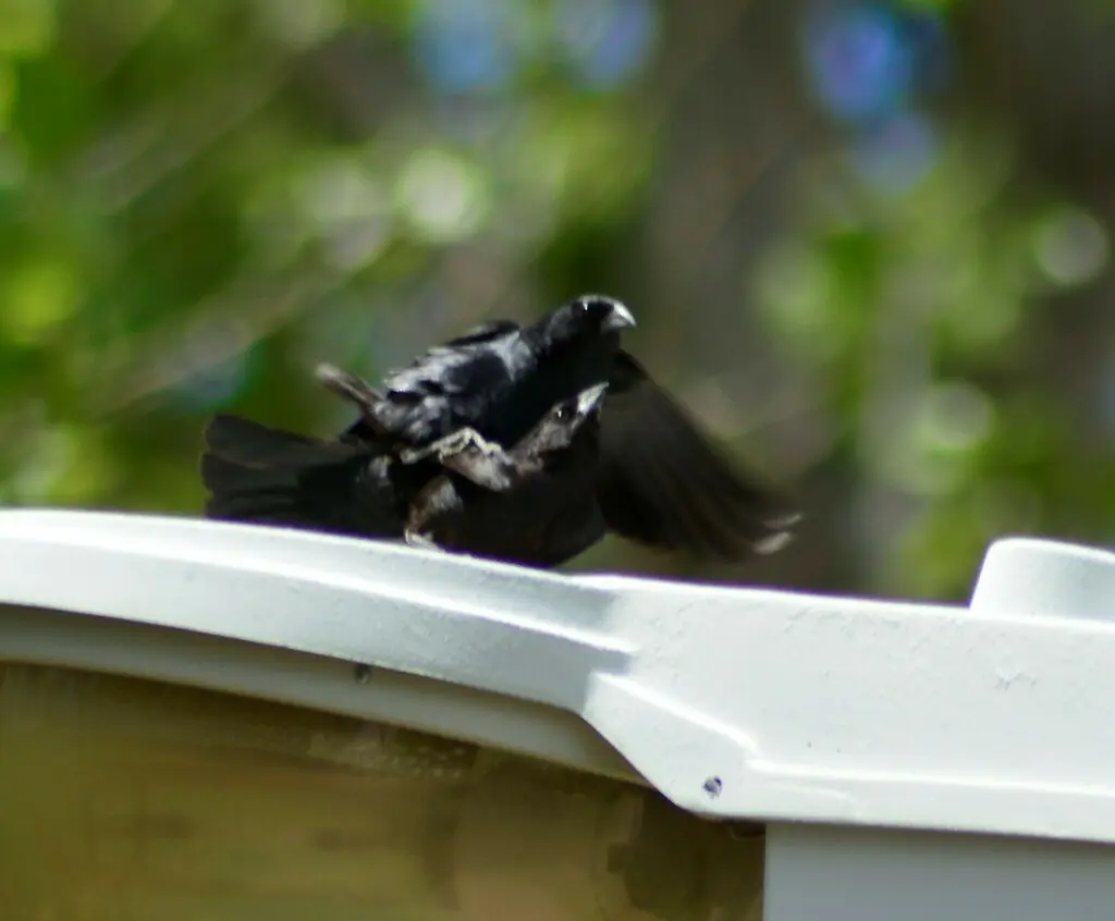 啸声牛鹂（Molothrus rufoaxillaris）