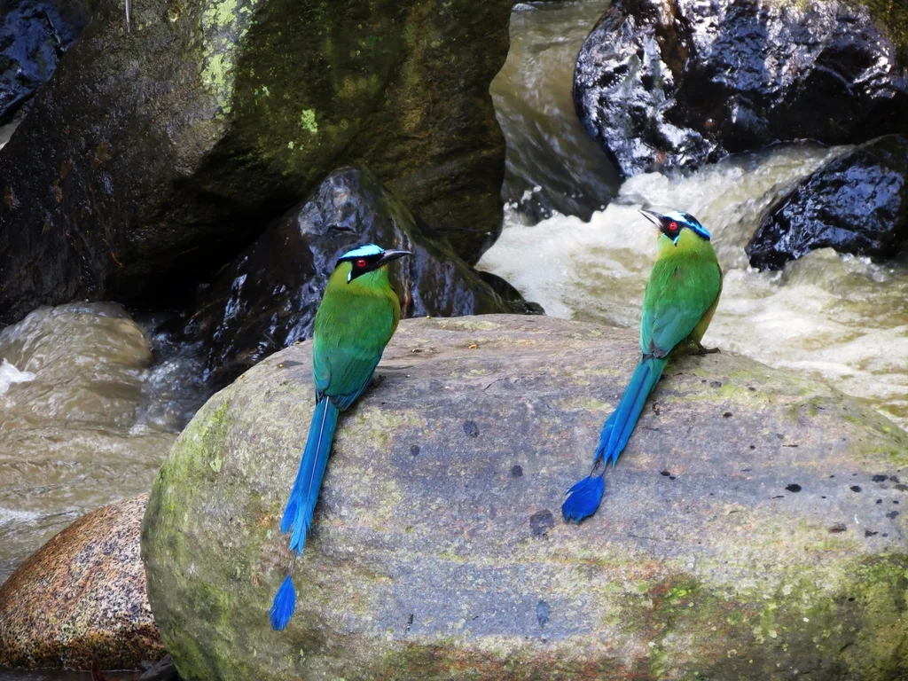 高原翠鴗(Momotus aequatorialis)