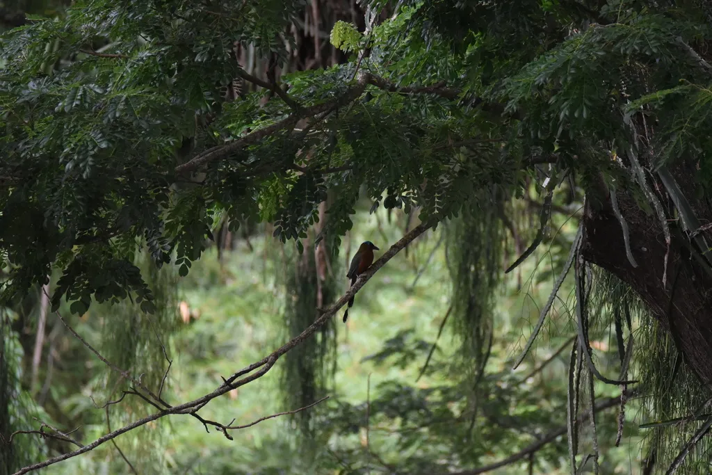特岛翠鴗（Momotus bahamensis）