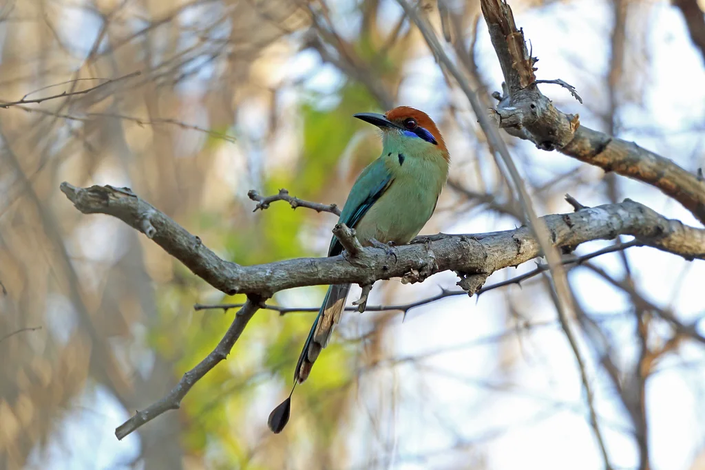 锈顶翠鴗(Momotus mexicanus)