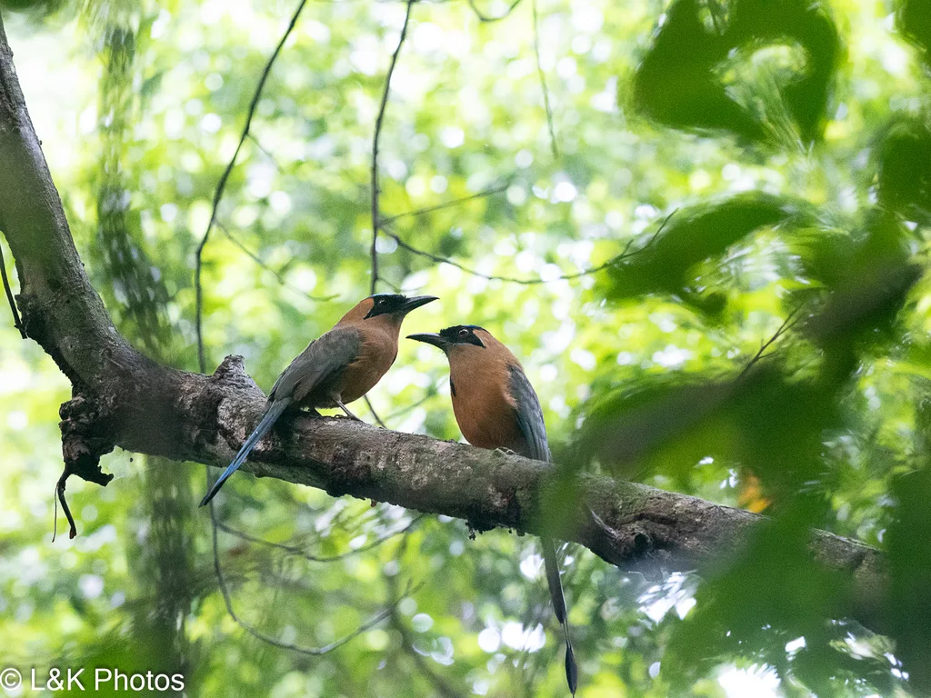 叫翠鴗(Momotus subrufescens)