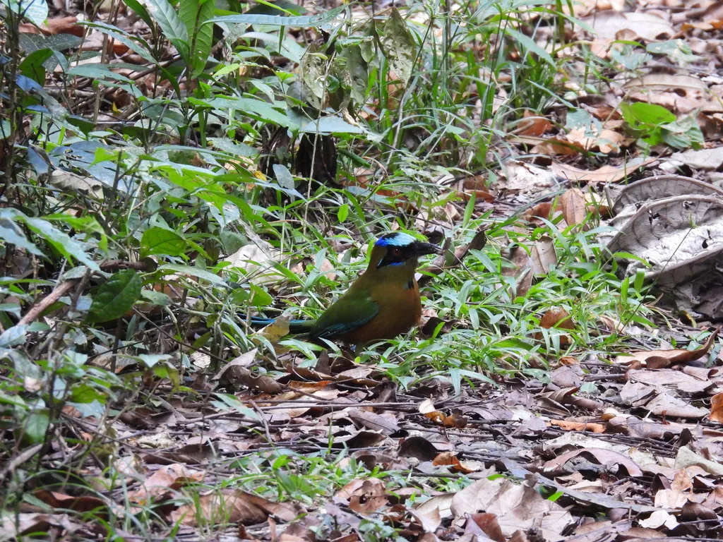 叫翠鴗(Momotus subrufescens)