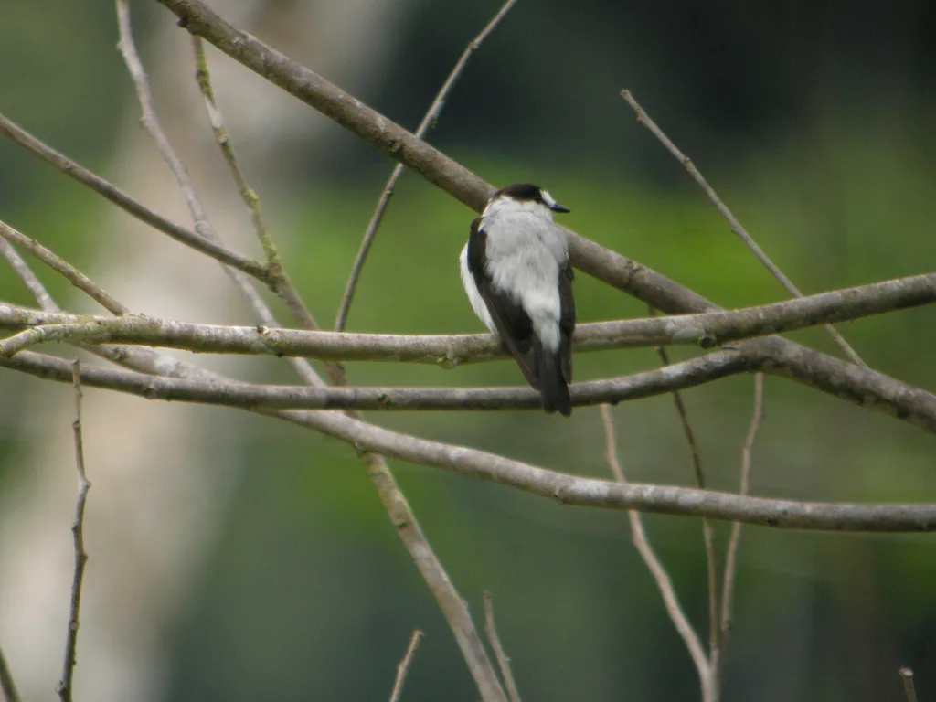 特岛鸲鹟(Monachella muelleriana)