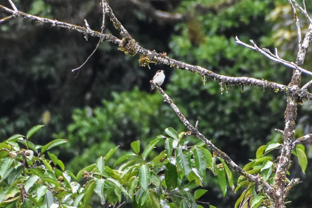 特岛鸲鹟(Monachella muelleriana)