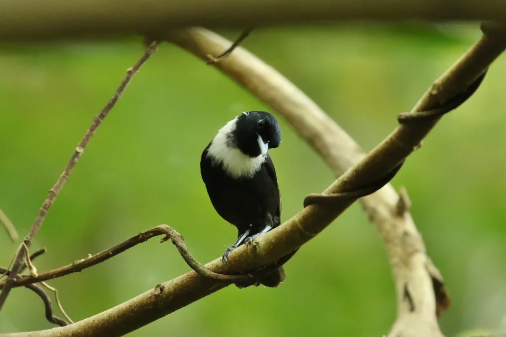 雅岛王鹟(Monarcha godeffroyi)