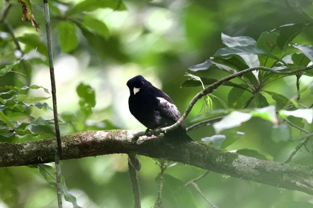 黄嘴黑䴕(Monasa flavirostris)