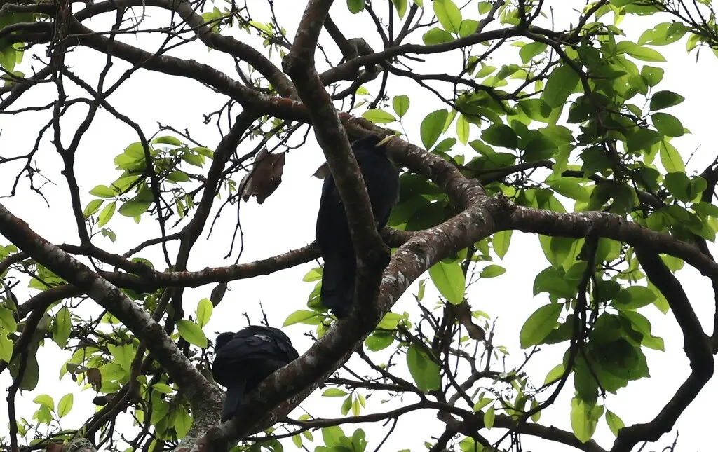 黄嘴黑䴕(Monasa flavirostris)