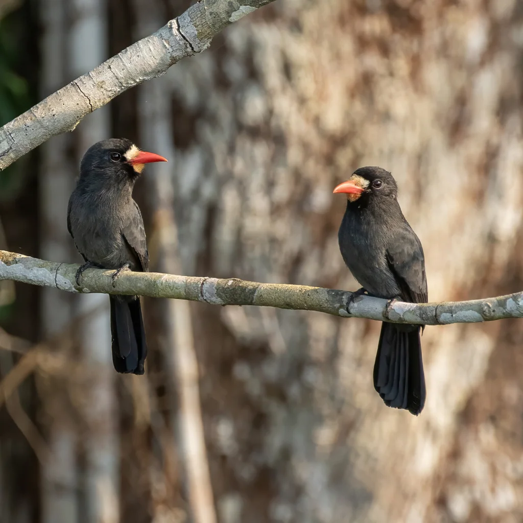 白额黑䴕(Monasa morphoeus)