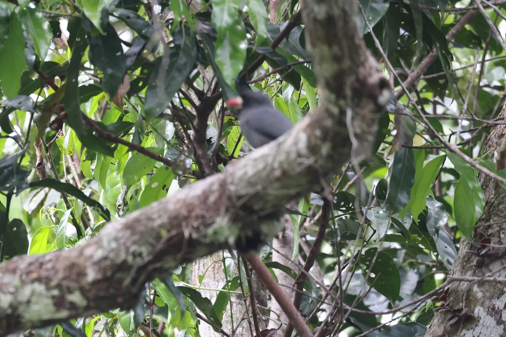 白额黑䴕(Monasa morphoeus)
