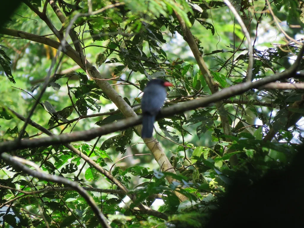 黑额黑䴕(Monasa nigrifrons)