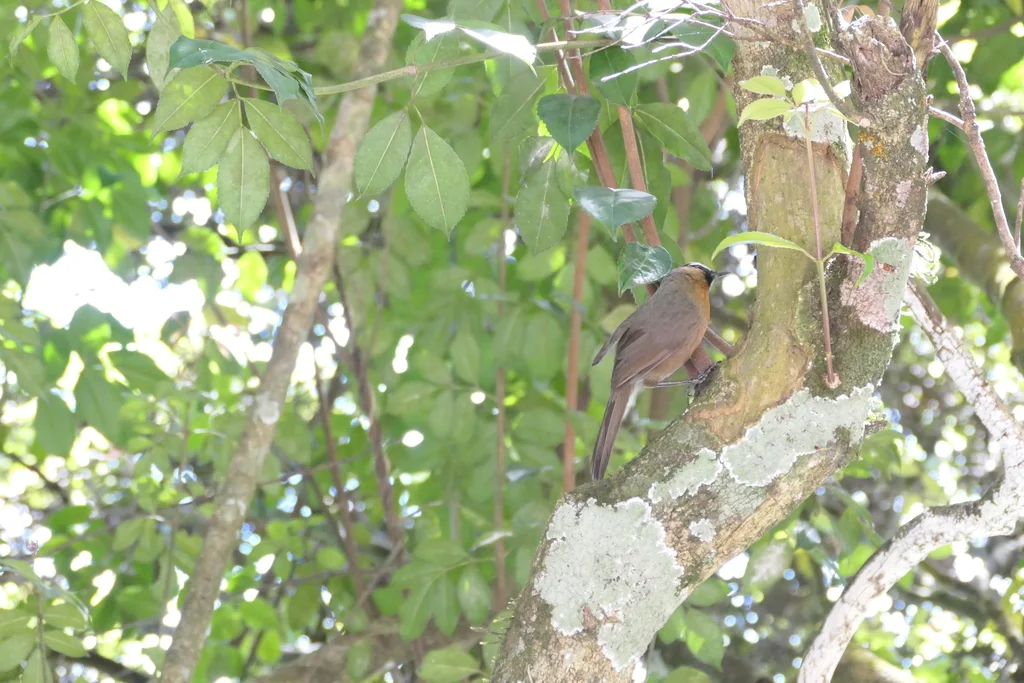 灰颈噪鹛(Montecincla cachinnans)