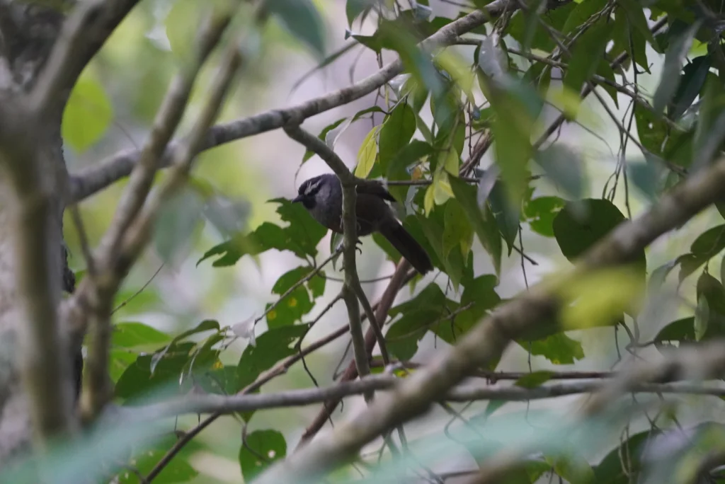 白胸噪鹛(Montecincla jerdoni)