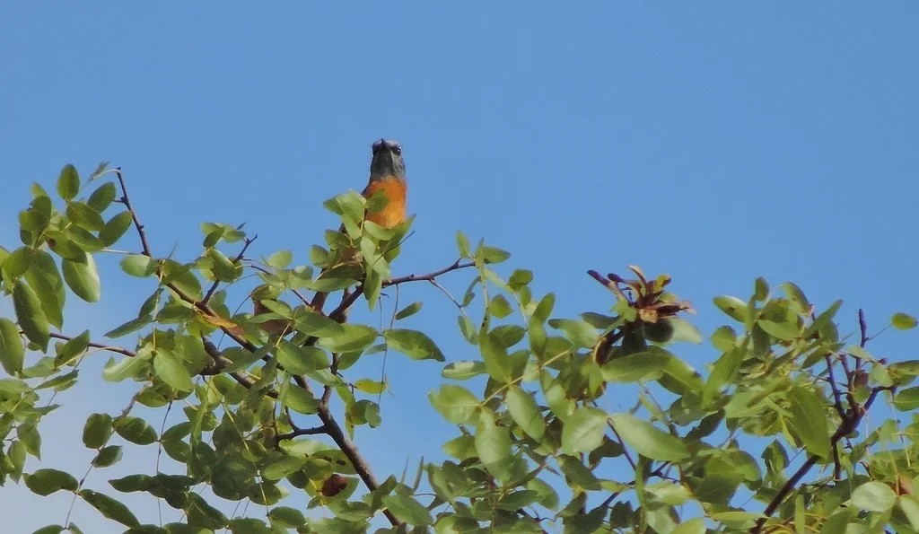 安哥拉矶鸫(Monticola angolensis)