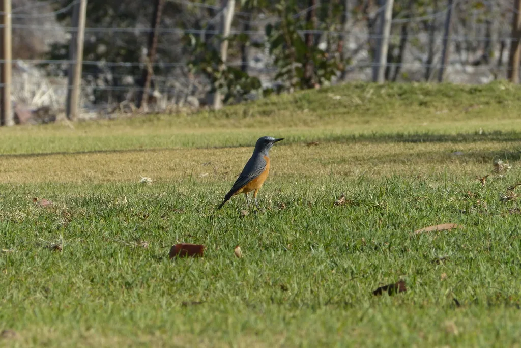 短趾矶鸫(Monticola brevipes)
