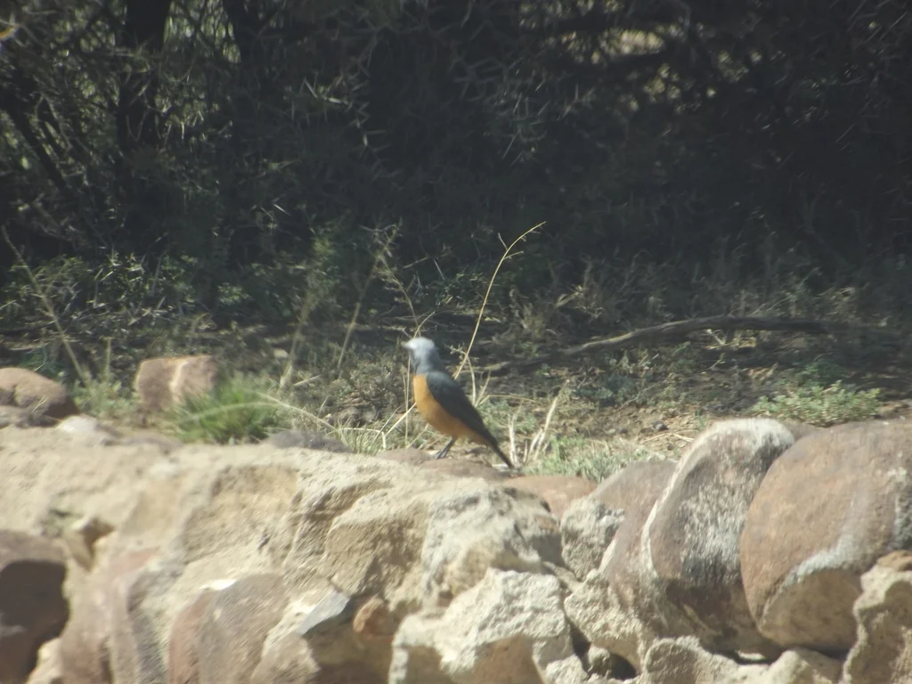 短趾矶鸫(Monticola brevipes)