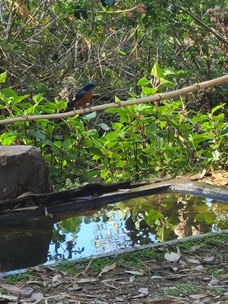 蓝头矶鸫(Monticola cinclorhyncha)