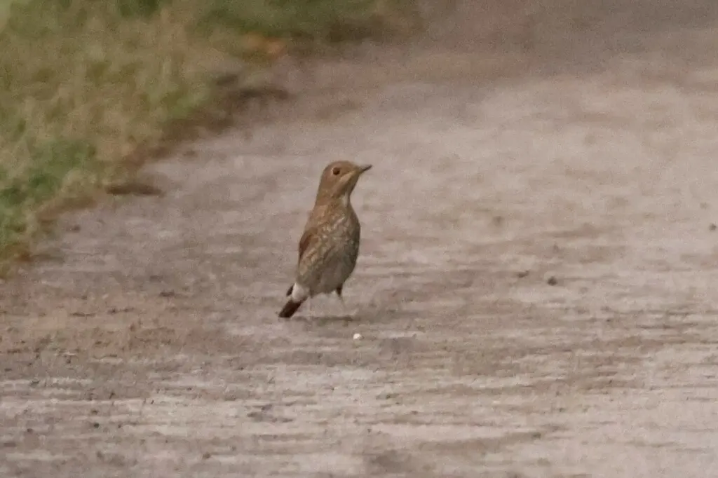 蓝头矶鸫(Monticola cinclorhyncha)