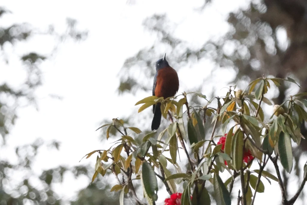 栗腹矶鸫（Monticola rufiventris）