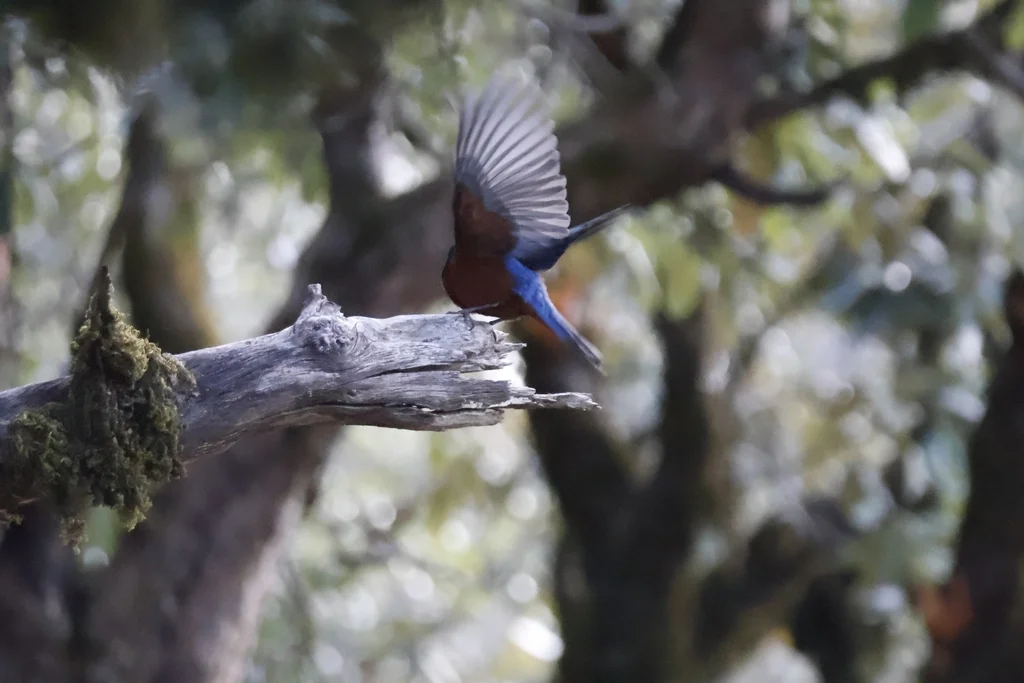 栗腹矶鸫（Monticola rufiventris）