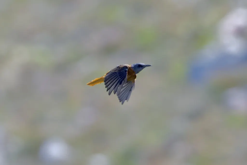 南非矶鸫(Monticola rupestris)