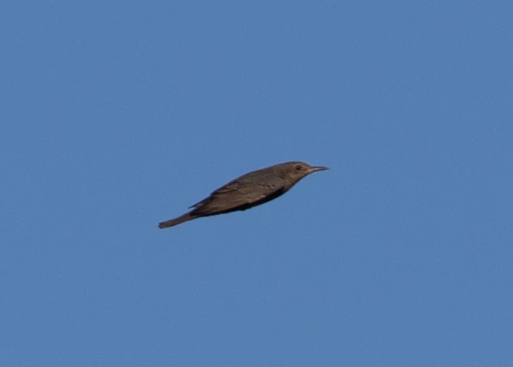 蓝矶鸫(Monticola solitarius)
