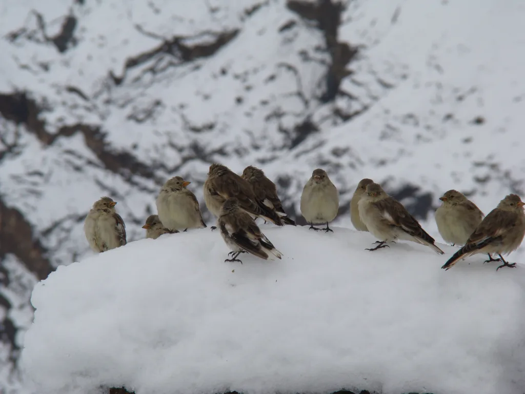 藏雪雀(Montifringilla henrici)