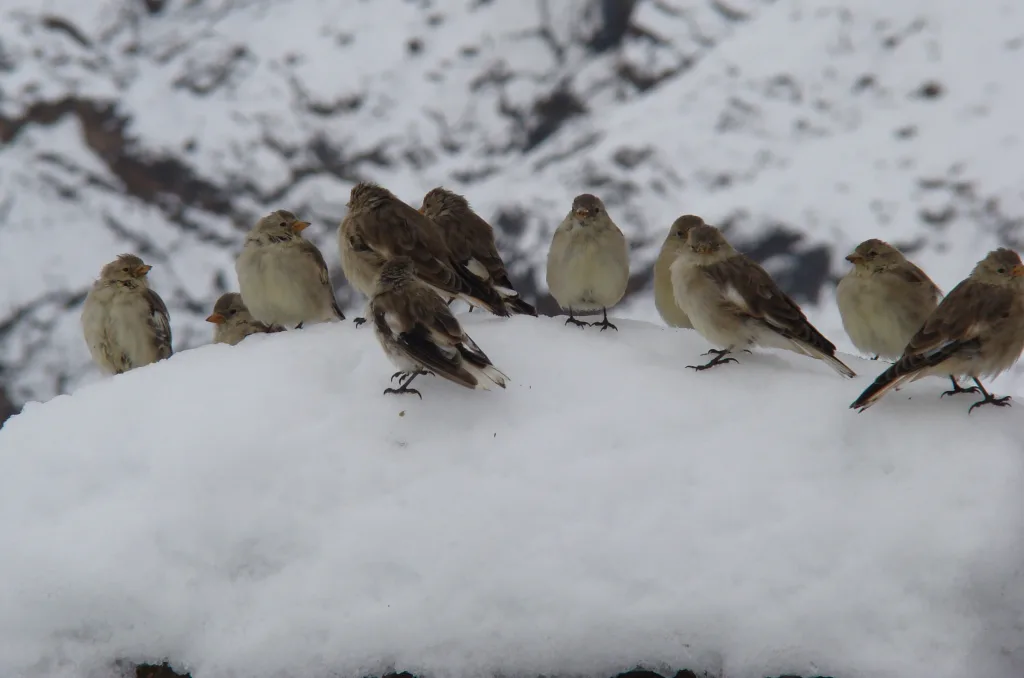 藏雪雀(Montifringilla henrici)