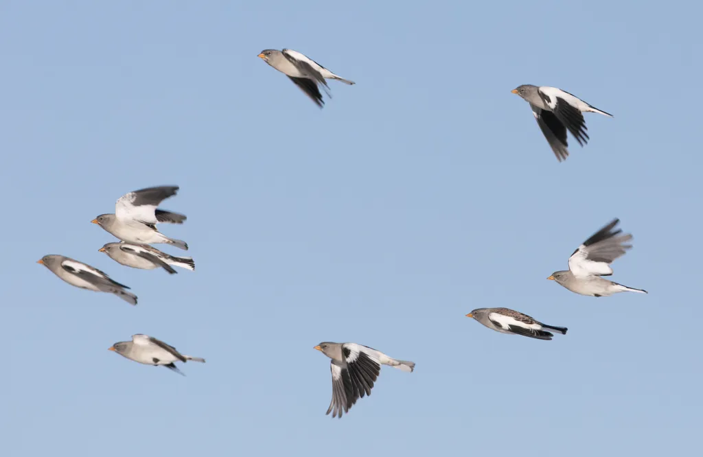 白斑翅雪雀(Montifringilla nivalis)