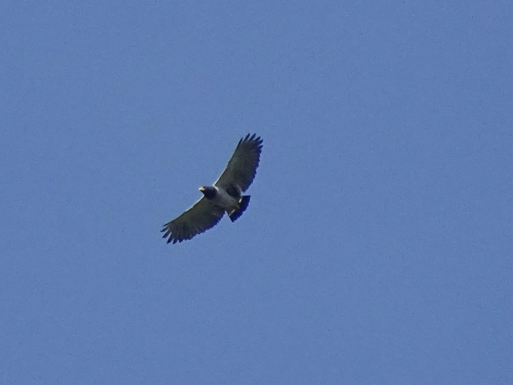 横斑南美鵟(Morphnarchus princeps)