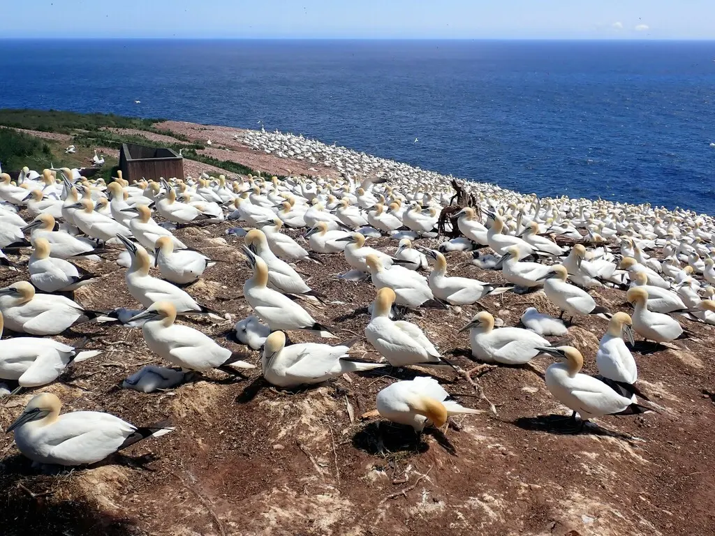 北鲣鸟(Morus bassanus)