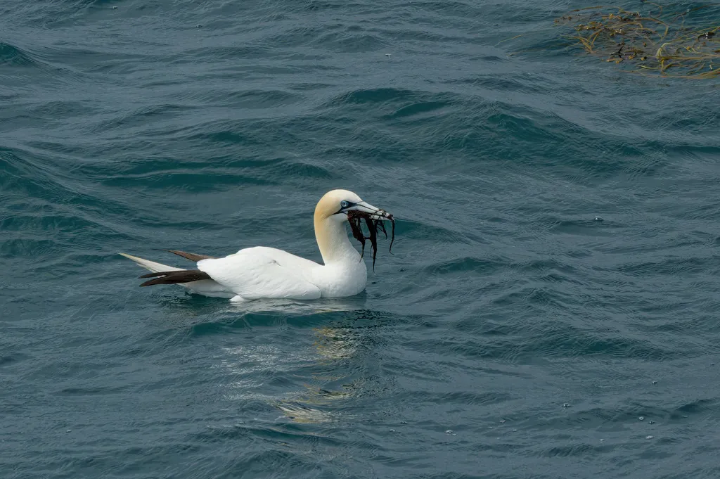 北鲣鸟(Morus bassanus)