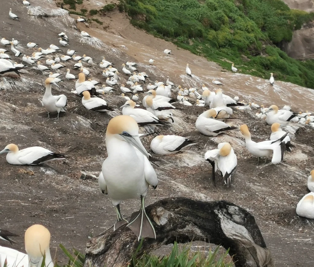 澳洲鲣鸟(Morus serrator)