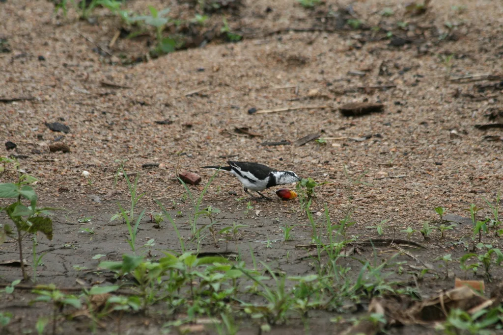 非洲斑鹡鸰(Motacilla aguimp)