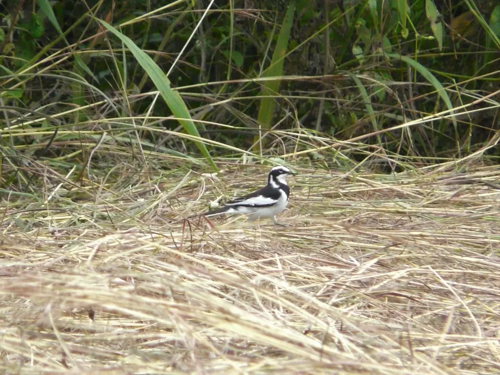 非洲斑鹡鸰(Motacilla aguimp)