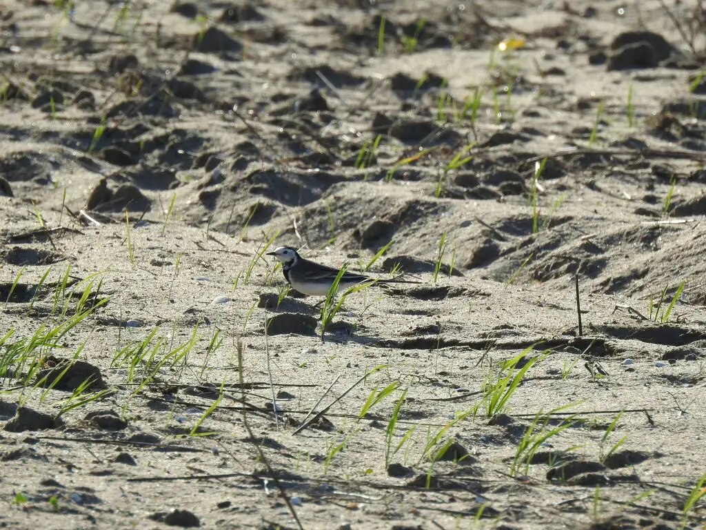白鹡鸰(Motacilla alba)