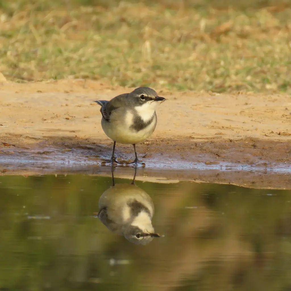 海角鹡鸰(Motacilla capensis)