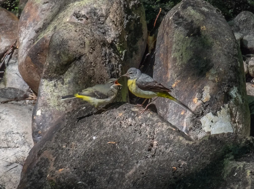 灰鹡鸰(Motacilla cinerea)