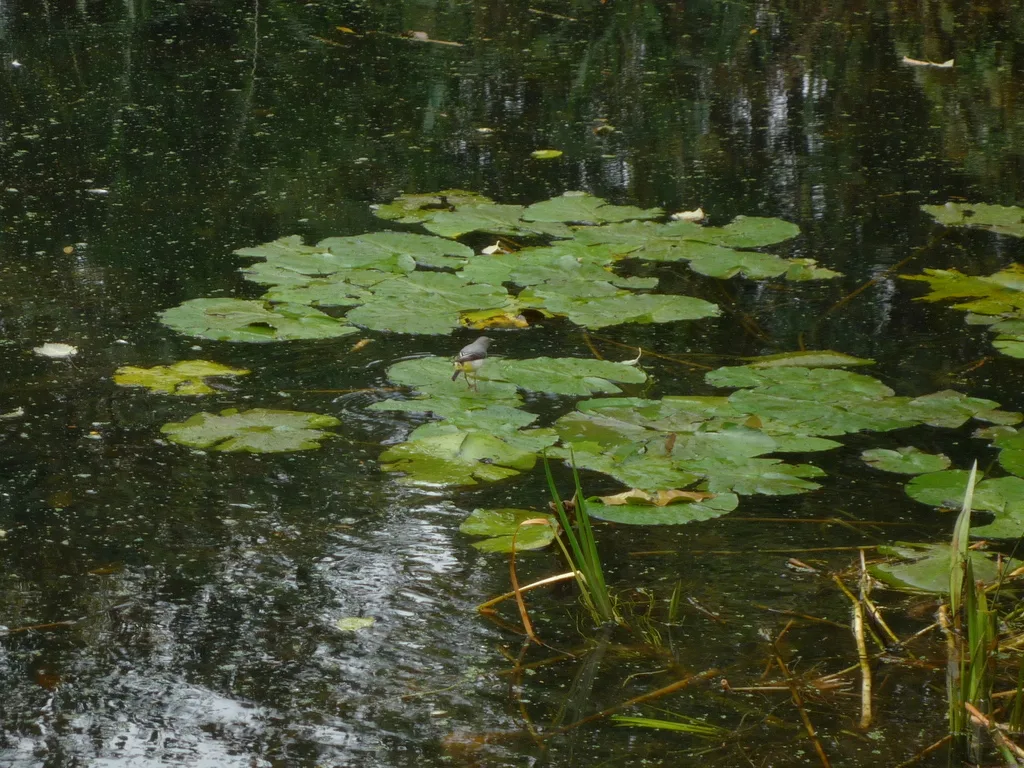 灰鹡鸰(Motacilla cinerea)