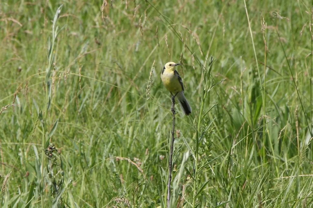 黄头鹡鸰（Motacilla citreola）