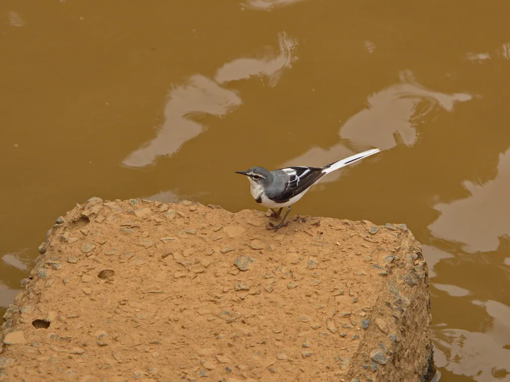 非洲山鹡鸰(Motacilla clara)
