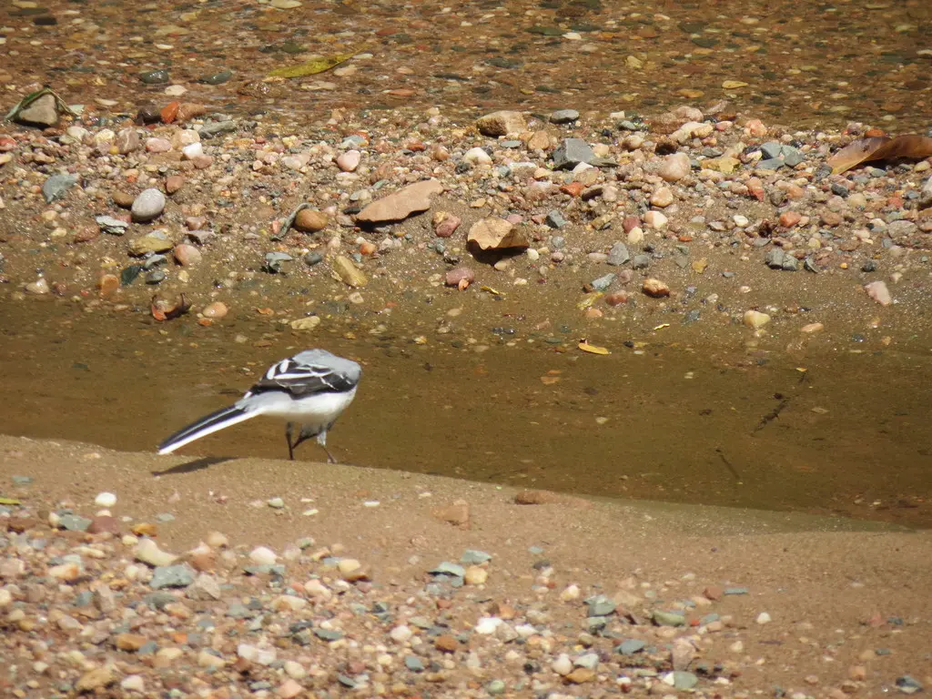 非洲山鹡鸰(Motacilla clara)