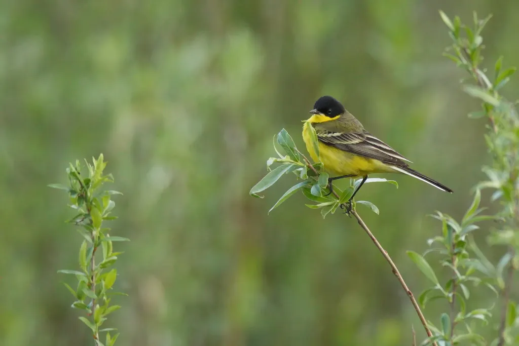西黄鹡鸰(Motacilla flava)